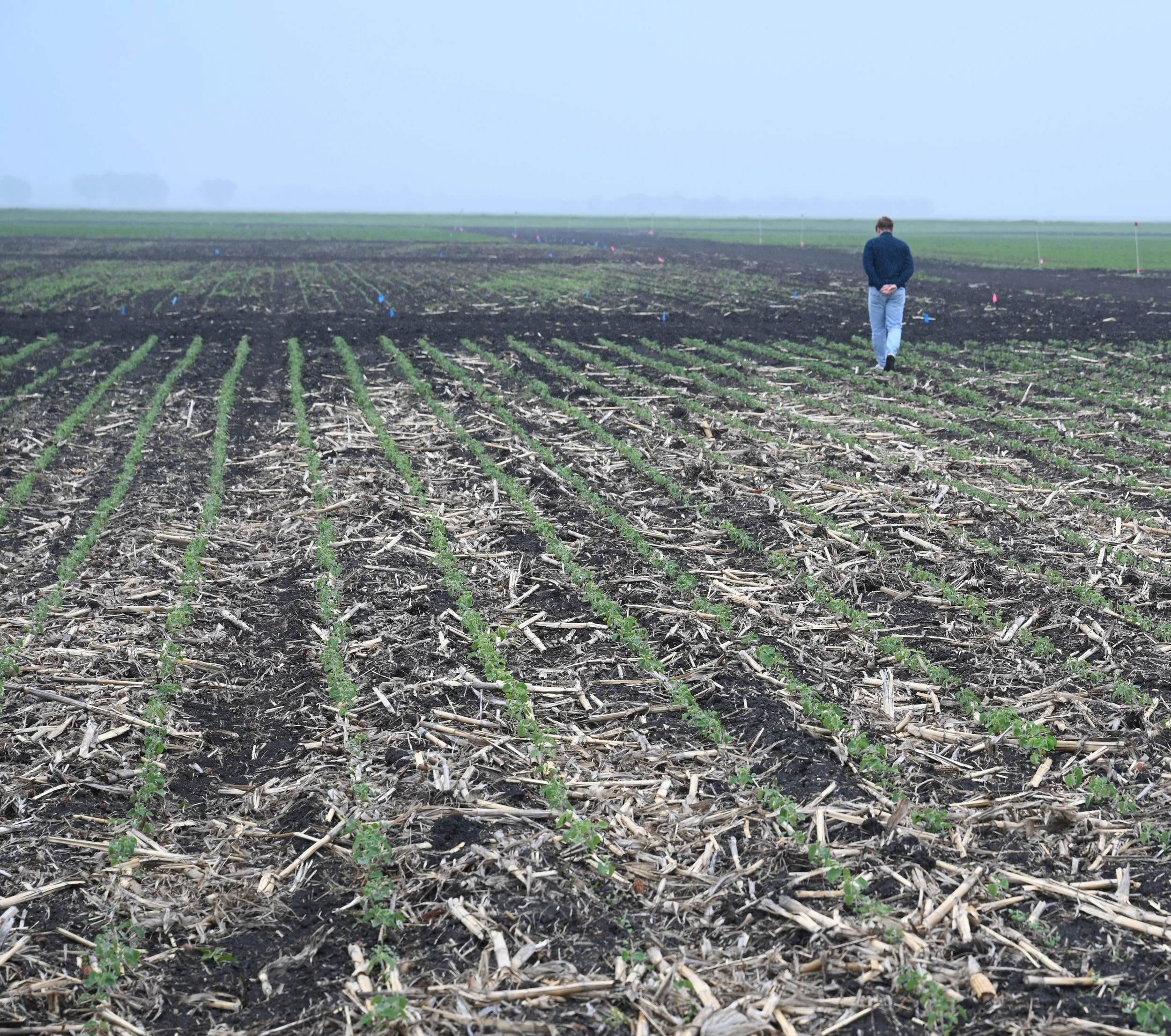 A man walking through a farm field with young crops growing in rows under a cloudy sky.