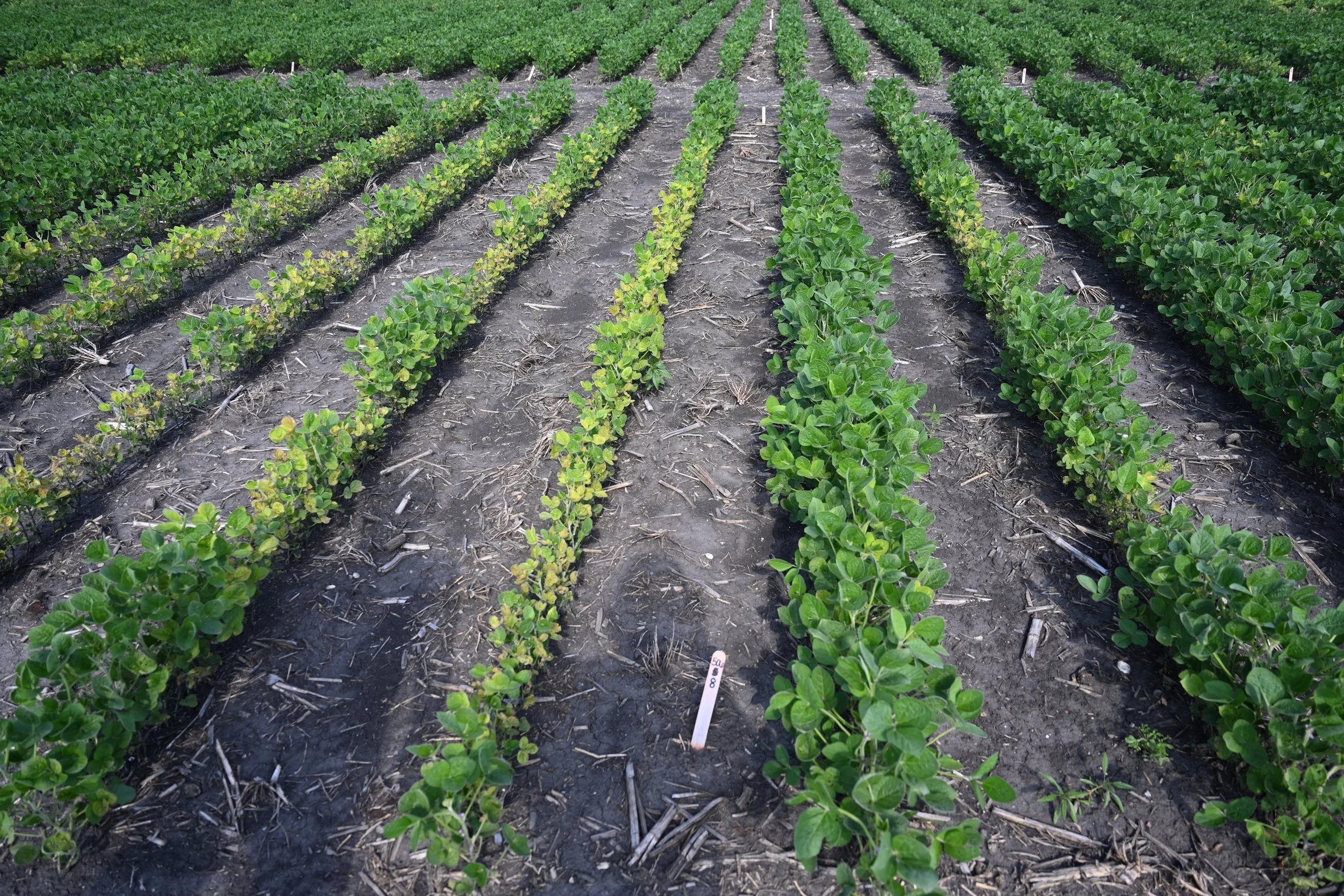 Rows of young green soybean plants growing in dark, tilled soil in a farm field.