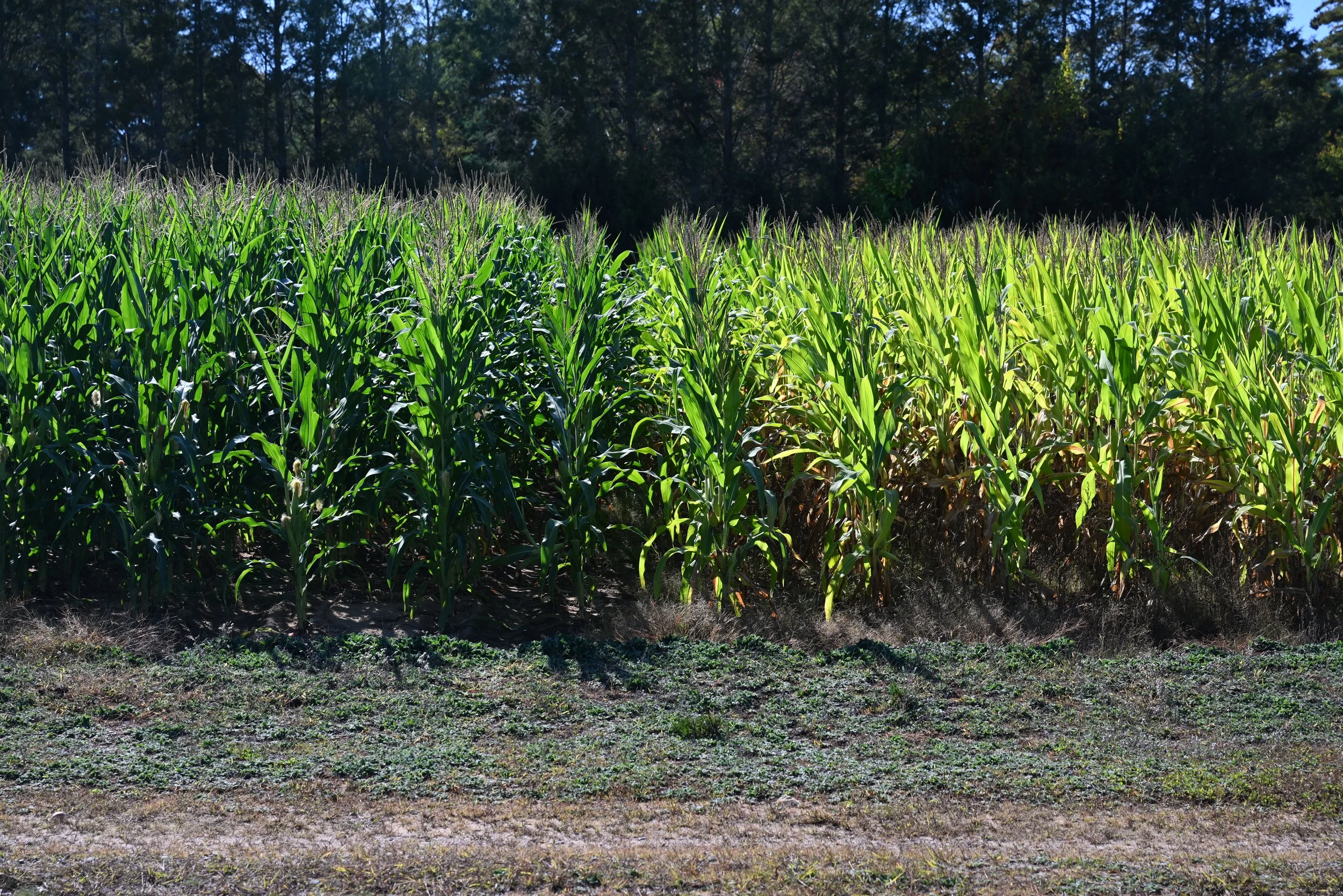 A field of green corn plants growing side by side and stretching toward a tree-lined background under a clear blue sky.