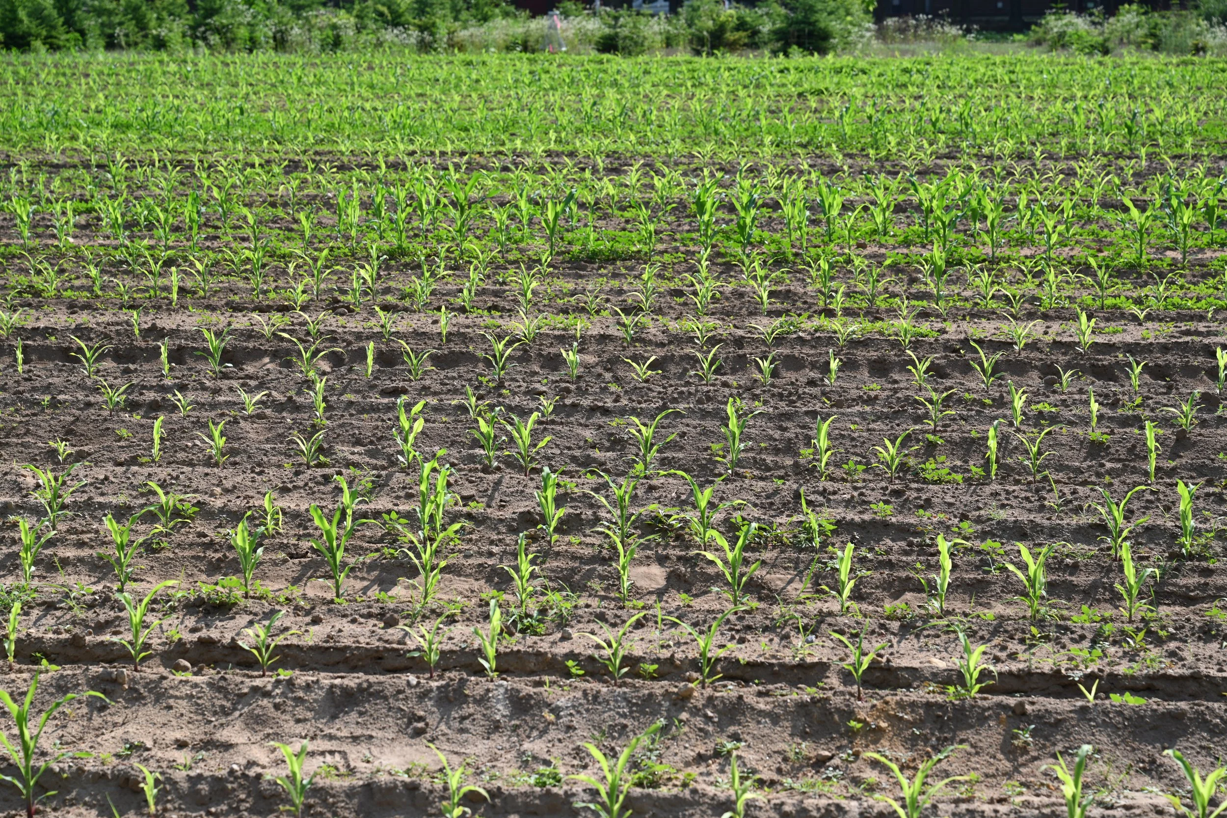Young corn plants growing in a well-tilled farm field under sunlight with green trees in the background.