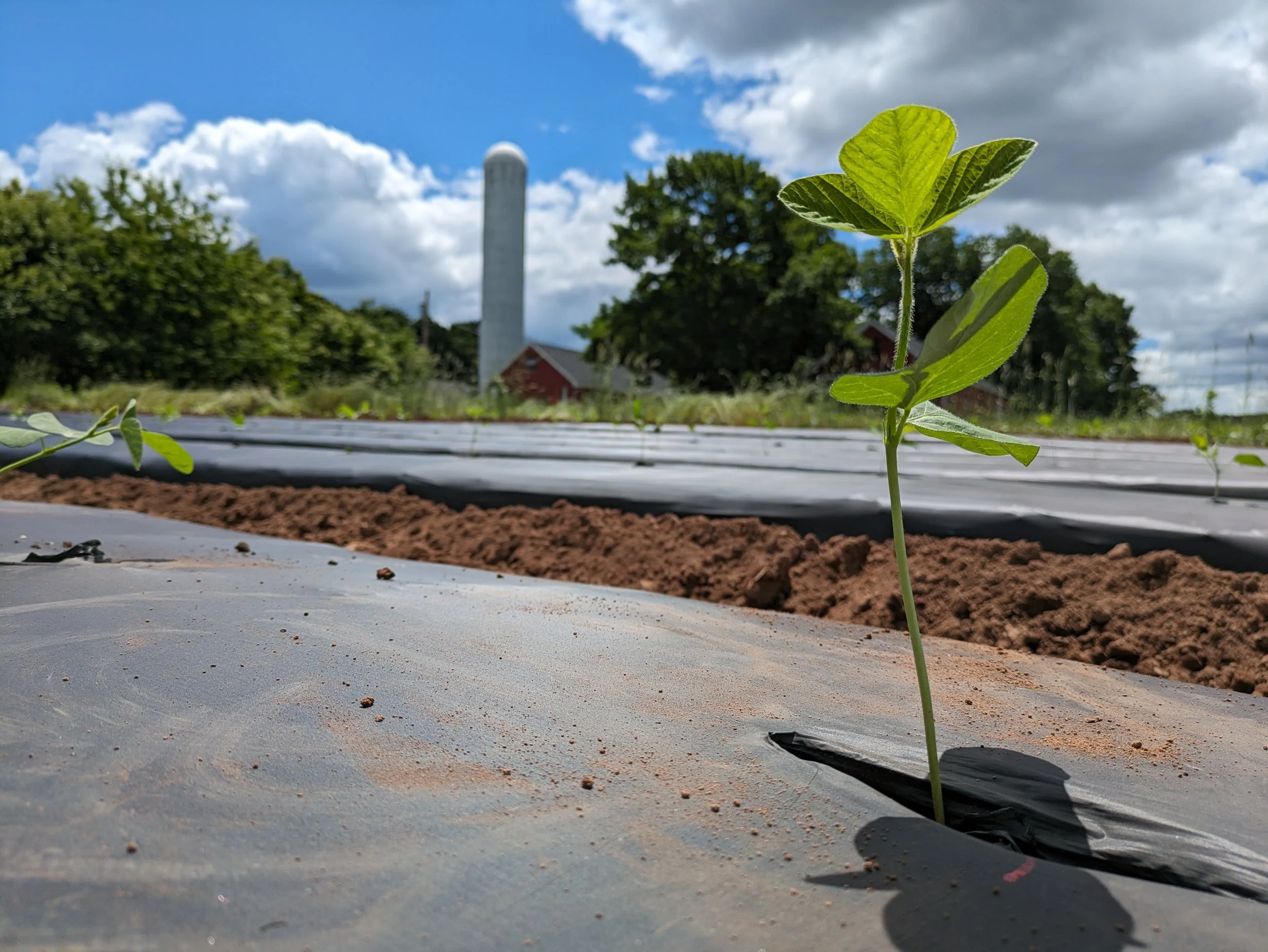 Connecticut Agricultural Experiment Station, June 2024