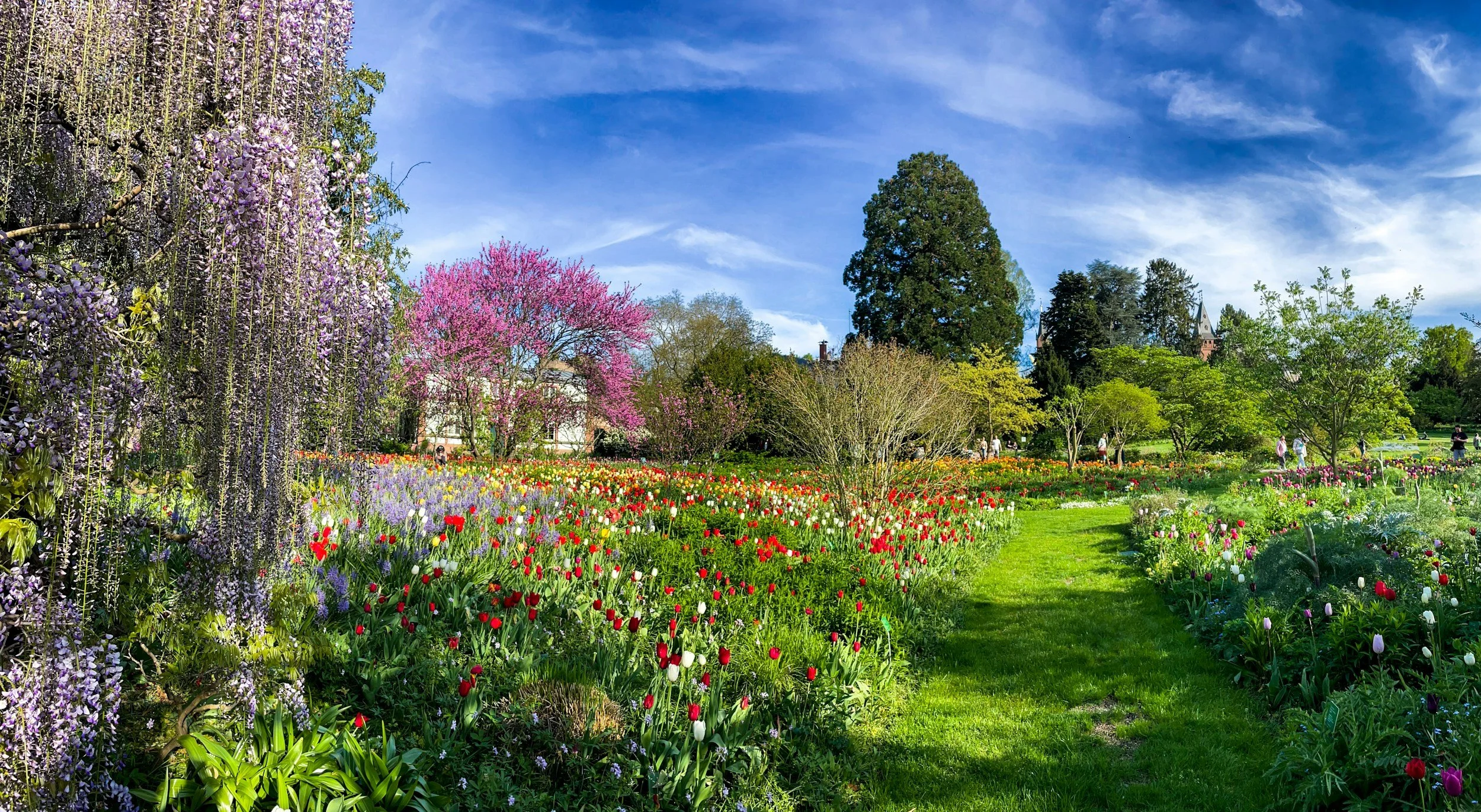 Brightly colored tulips and flowering trees in a lush garden with a sunny blue sky.