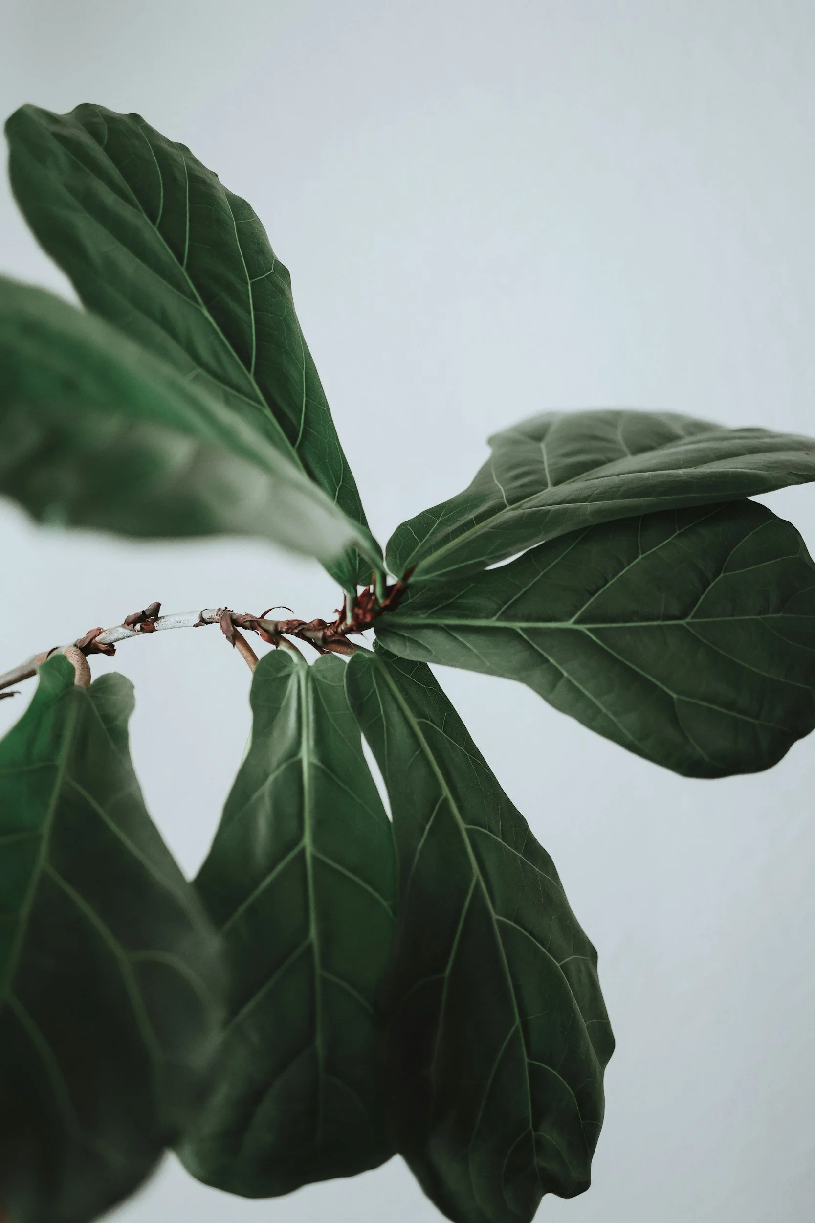 Close-up of large dark green leaves with visible veins on a light background.