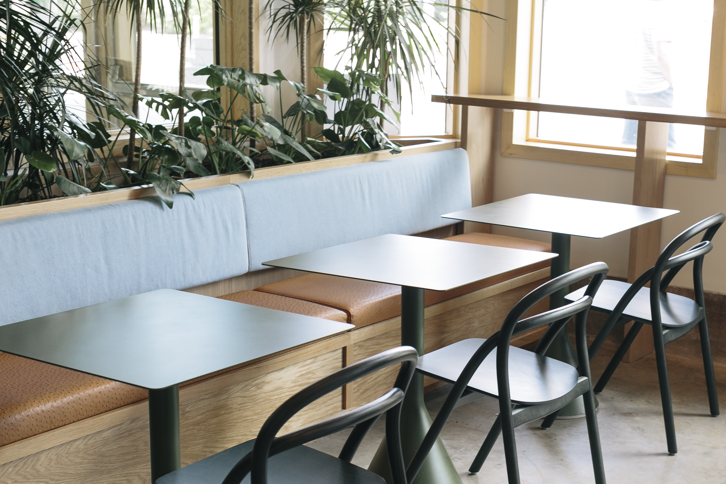 Empty cafe seating with black tables and chairs, a blue cushioned bench, and large green plants near windows letting in natural light.