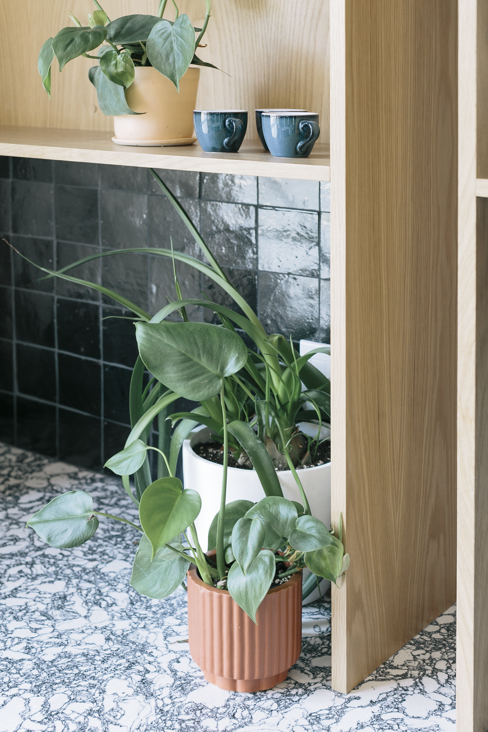 Green leafy houseplants in beige and terracotta pots on patterned white and black countertop, with wooden shelf and black tiled wall in background.