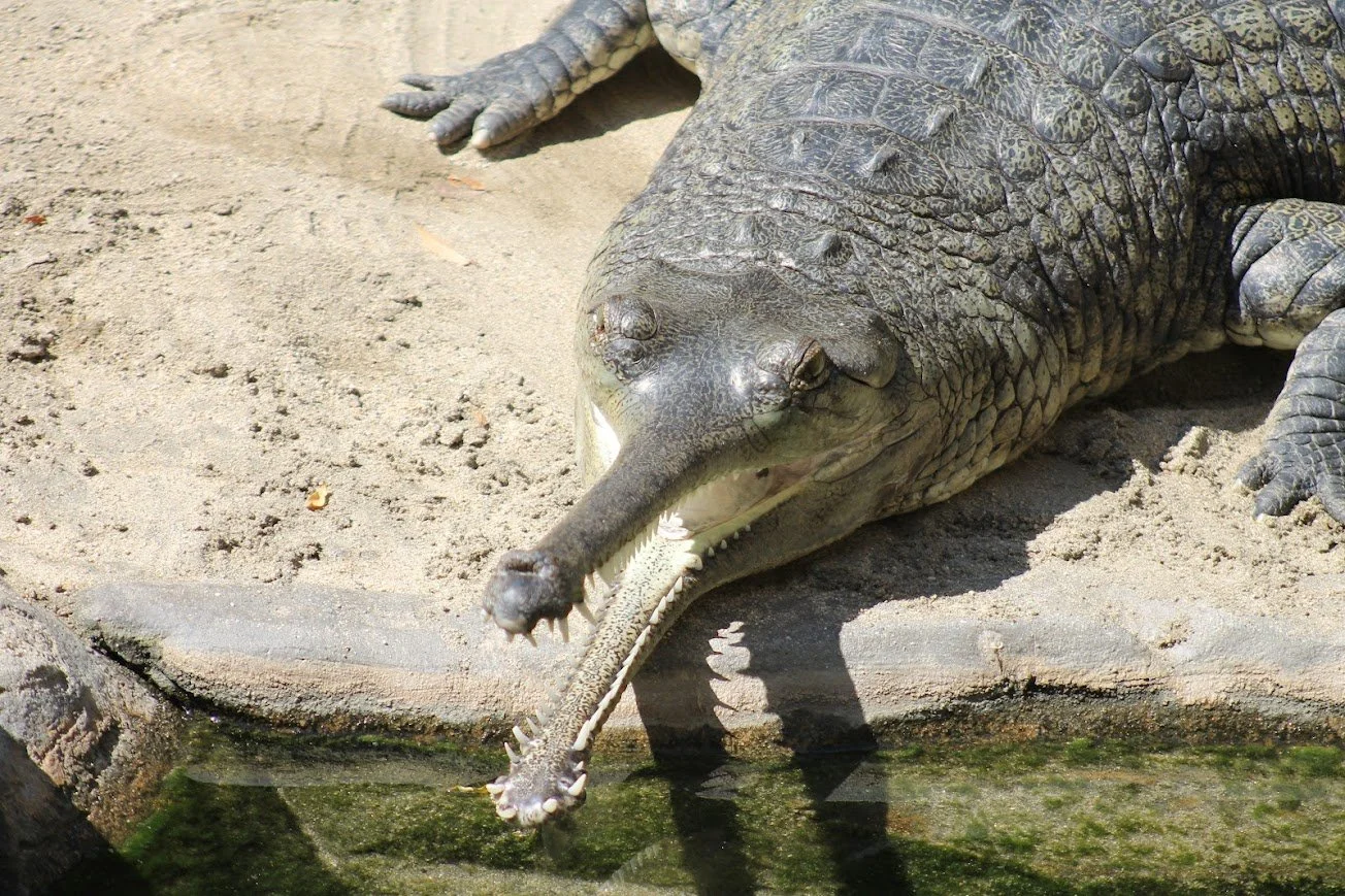 sdz indian gharial.jpg