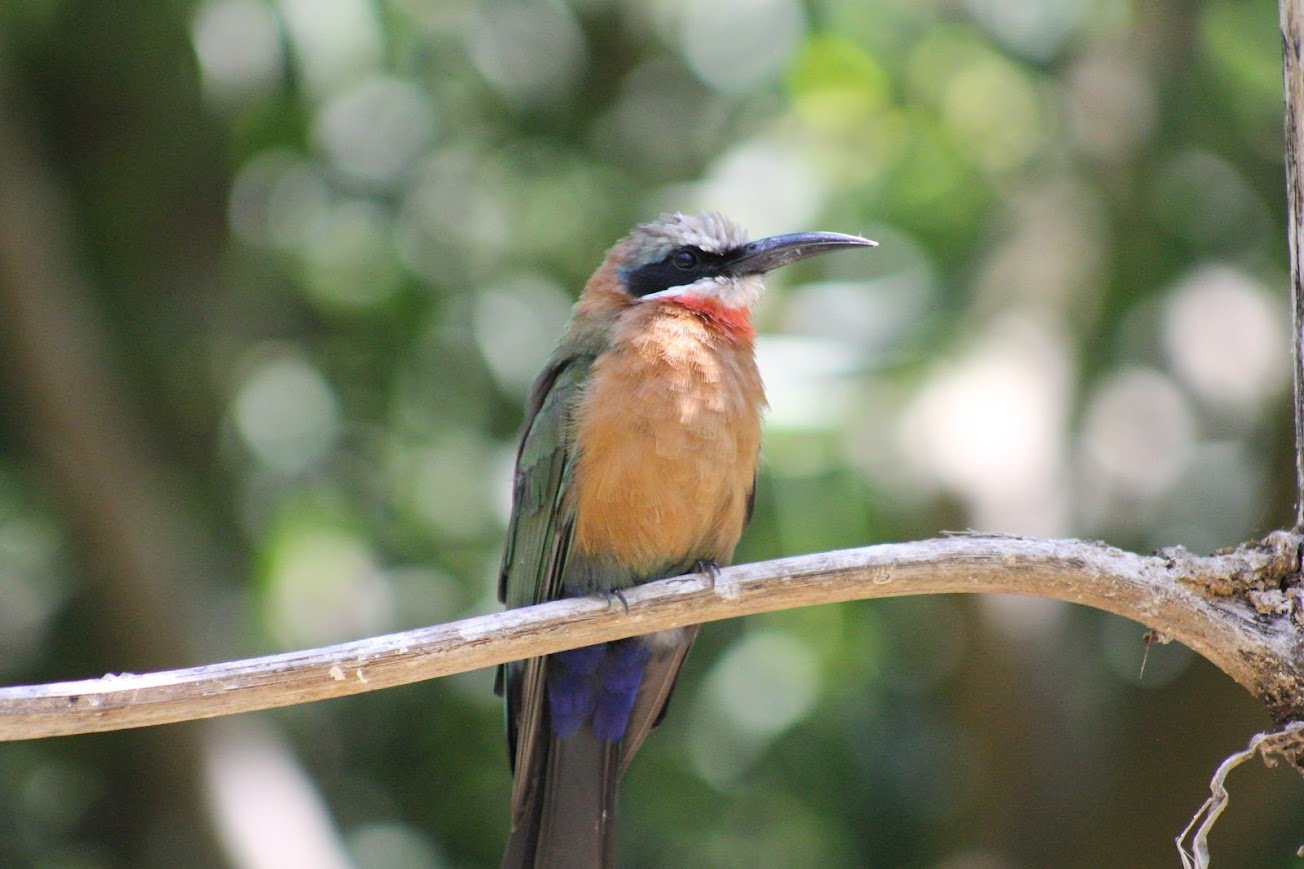 sdz white throated bee eater.jpg