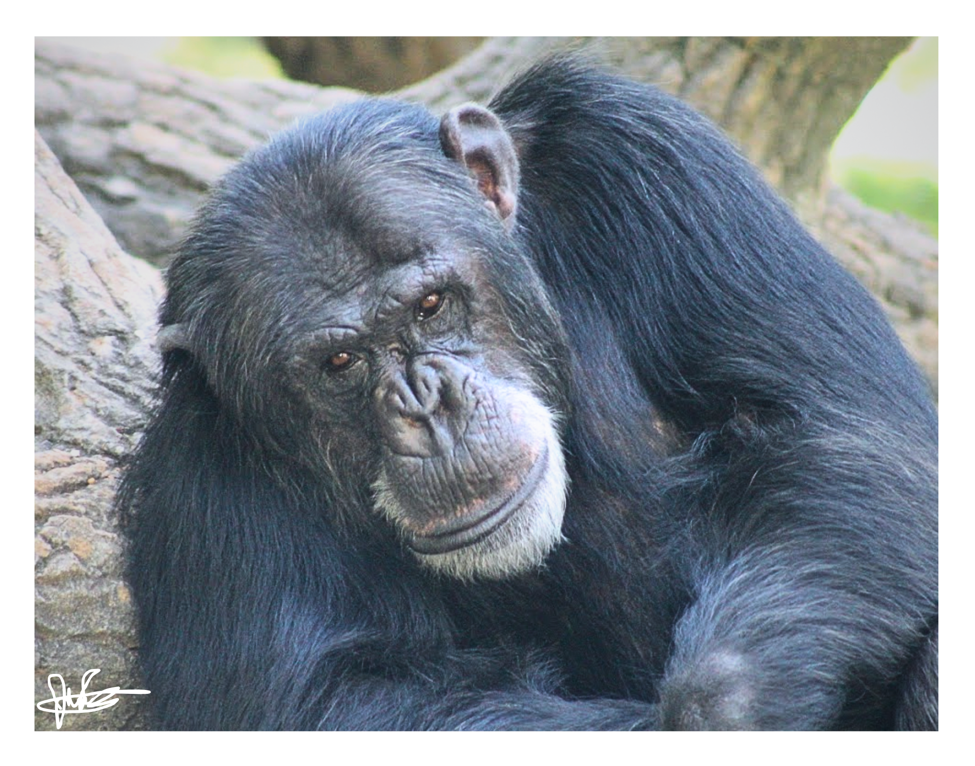 11 X 14" Print "Family Connection"