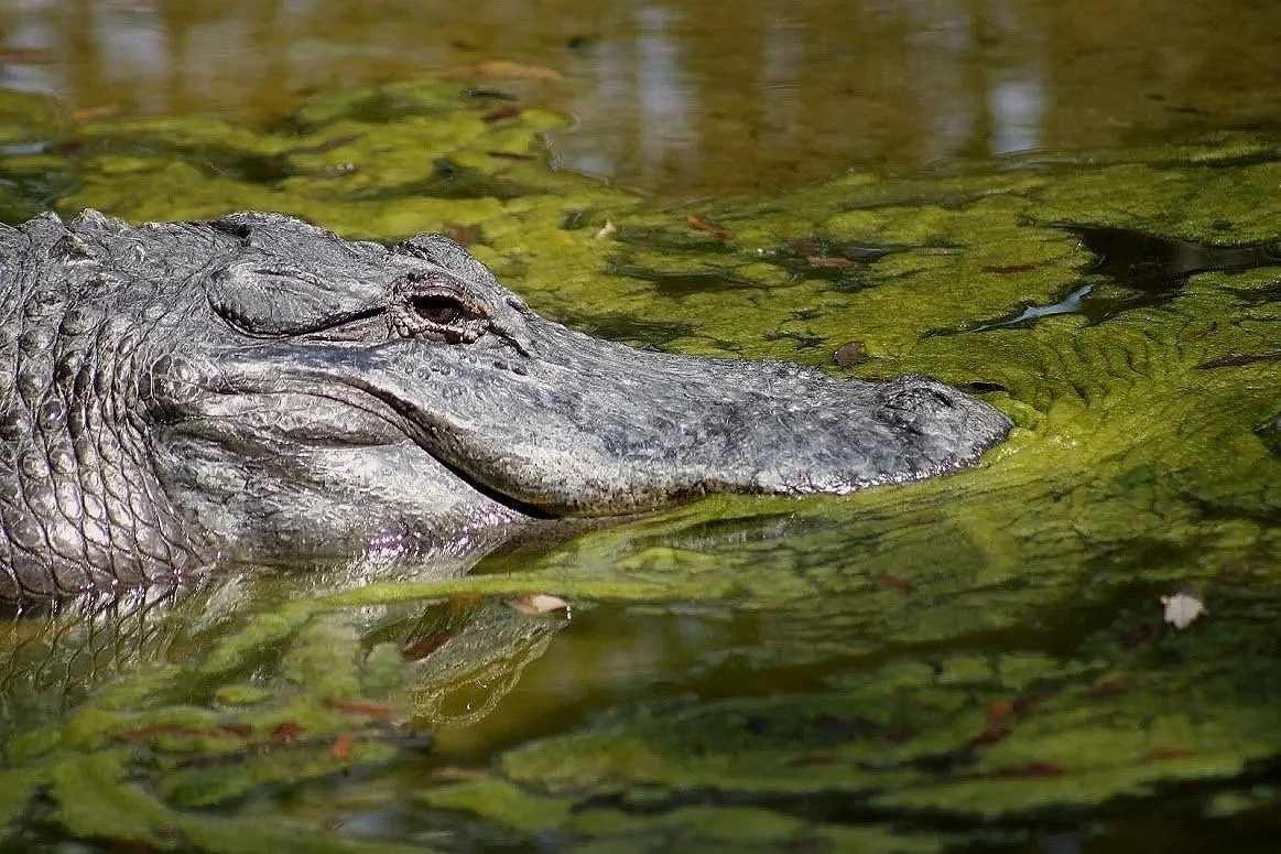 Migrating South: Houston