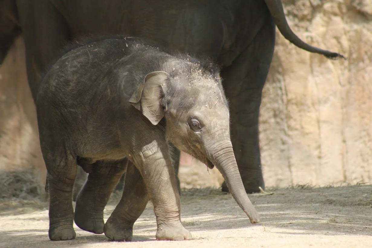 Across the Mississippi: Saint Louis