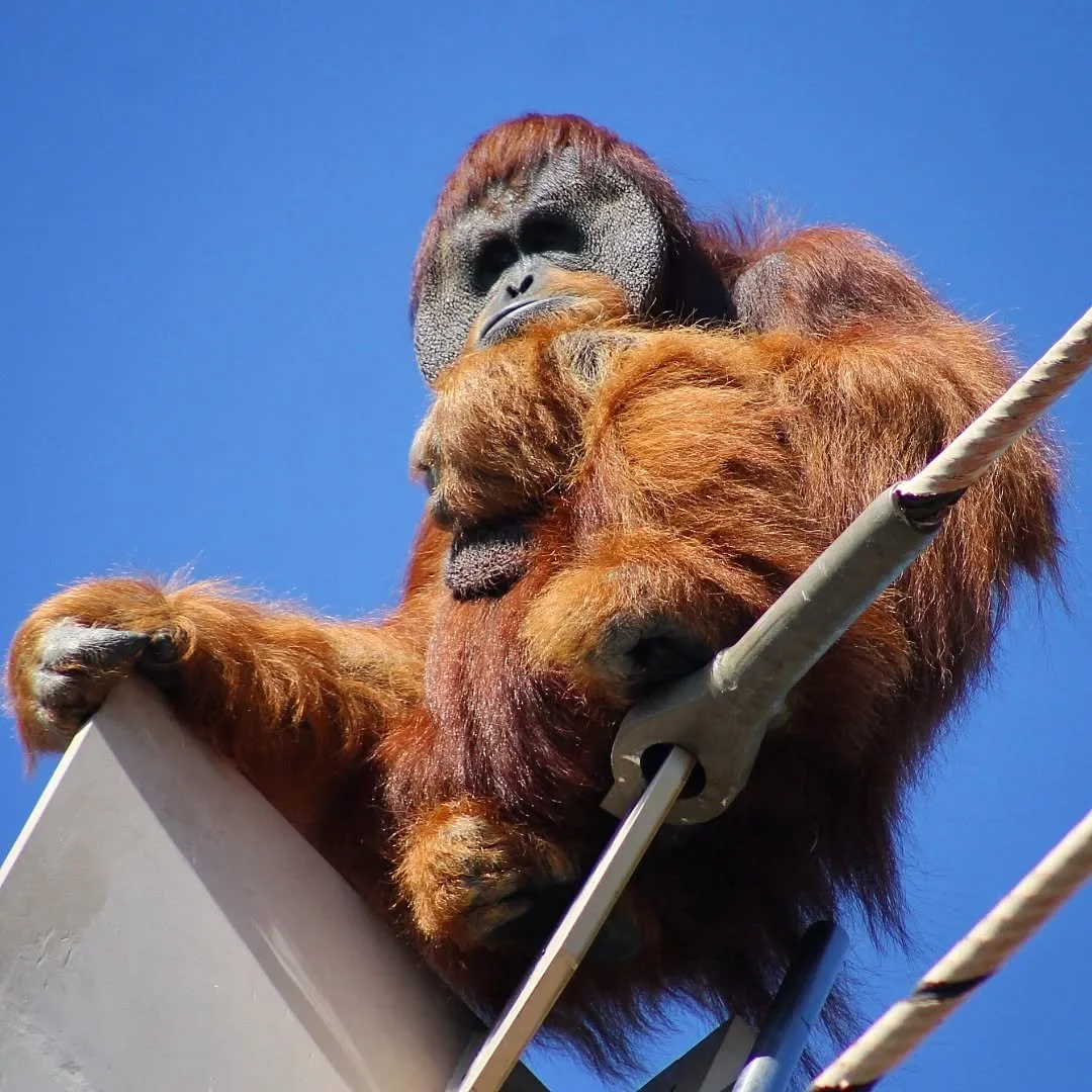 Bornean and Sumatran Orangutans 
(Pongo pygmaeus &amp; Pongo abelii) 
Seen at the Indianapolis Zoo! 

Orangutans are the heaviest arboreal animals on the planet, yet it can be surprisingly difficult to get these animals to exhibit their climbing natu