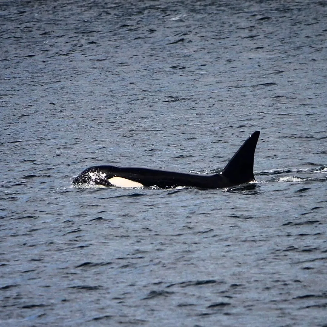 Bigg's Killer Whale 
(Orcanis orca)
Seen whale watching on the Puget Sound! 

As the year comes to a close, I want to highlight one of the coolest experiences I've had this year. I've only ever seen Orcas twice in my life, both times fairly recently 