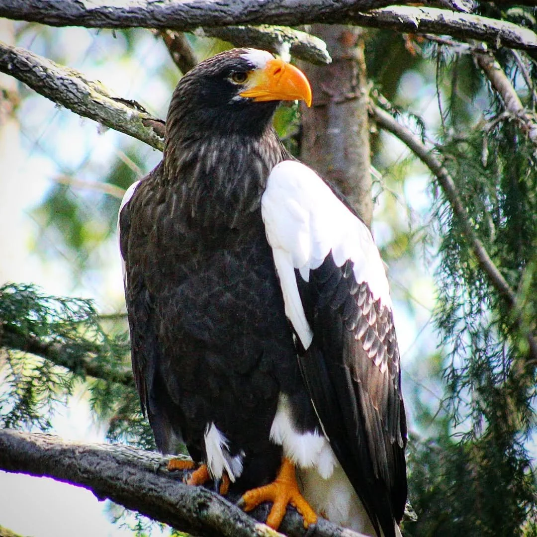 Steller's Sea Eagle 
(Haliaeetus pelagicus)
Seen at the Woodland Park Zoo! 

Few birds are as majestic as this northern raptor. Native to the North Pacific around Japan, Russia, Alaska and Korea, these large birds spend most of their lives out at sea