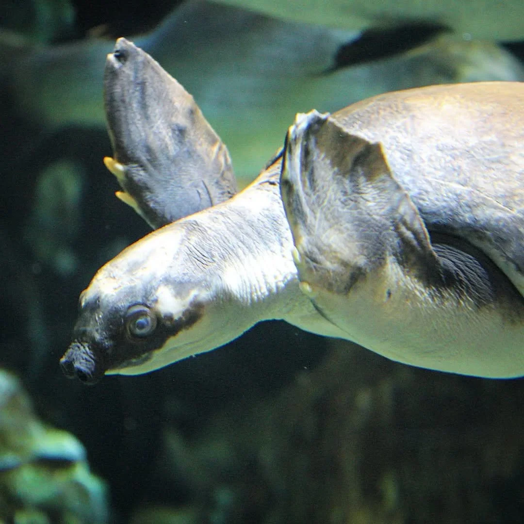 Fly River Turtle 
(Carettochelys insculpta)
Seen at the Saint Louis Aquarium at Union Station! 

Of the many species of turtle on the planet today, perhaps none are stranger than this species from Australia/ New Guinea /Indonesia! This odd reptile is