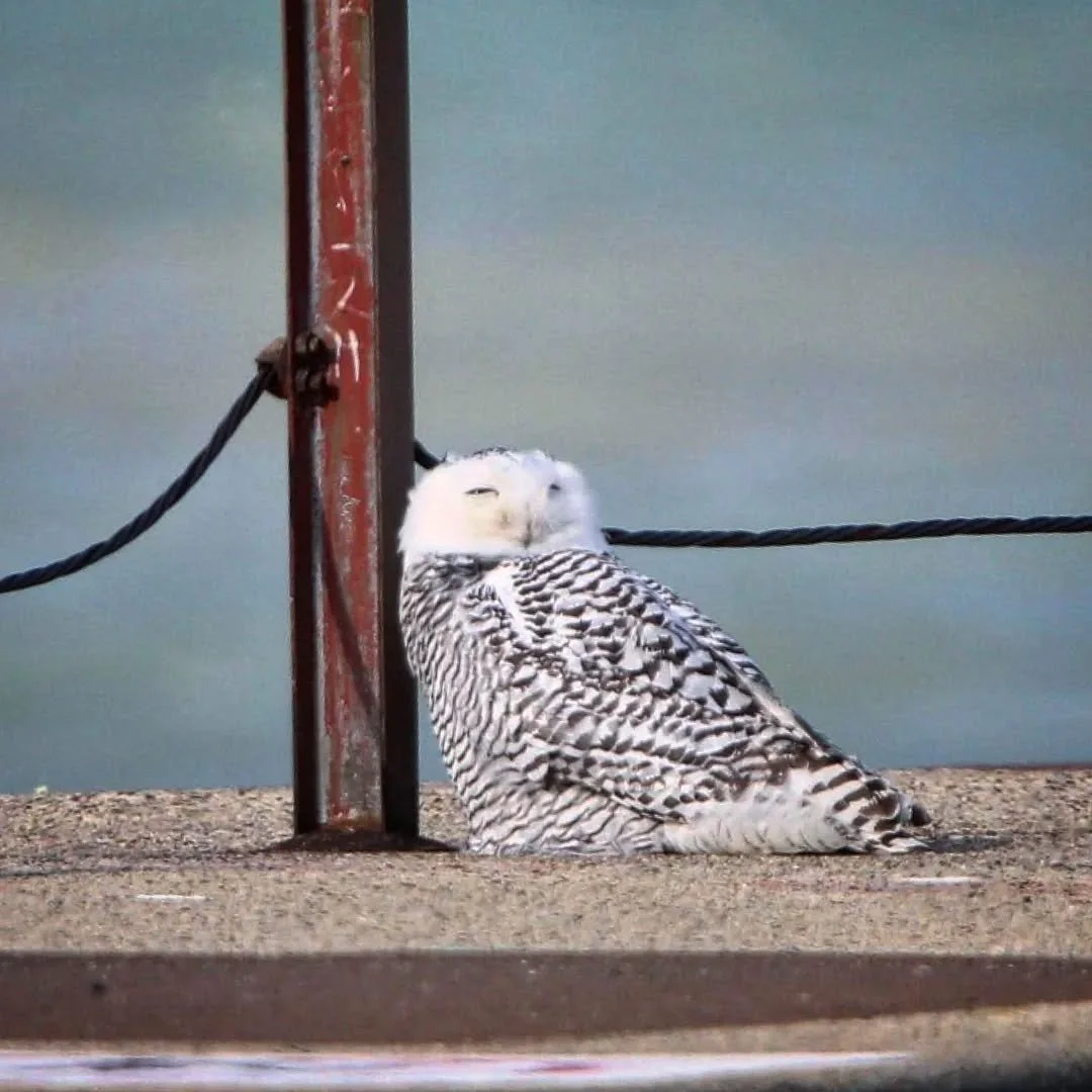 Snowy Owl
(Bubo scandiacus) 
Seen at Montrose Point Bird Sanctuary in Chicago! 

This has got to be one of the coolest sightings I've had in my home city! I've been pretty busy and unable to post recently, but in that time I had the opportunity to dr