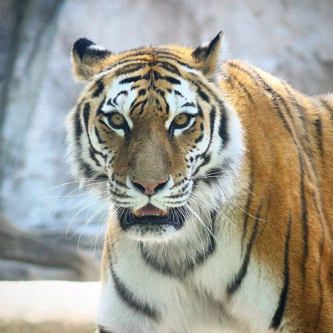 Amur Tiger 
(Panthera tigris altaica)
Seen at the Potawatomi Zoo! 

There are few animals that I find intimidating, I've worked with hippos, rhinos, leopards and more; but the one species that still can give me the chills is the impressive Amur Tiger