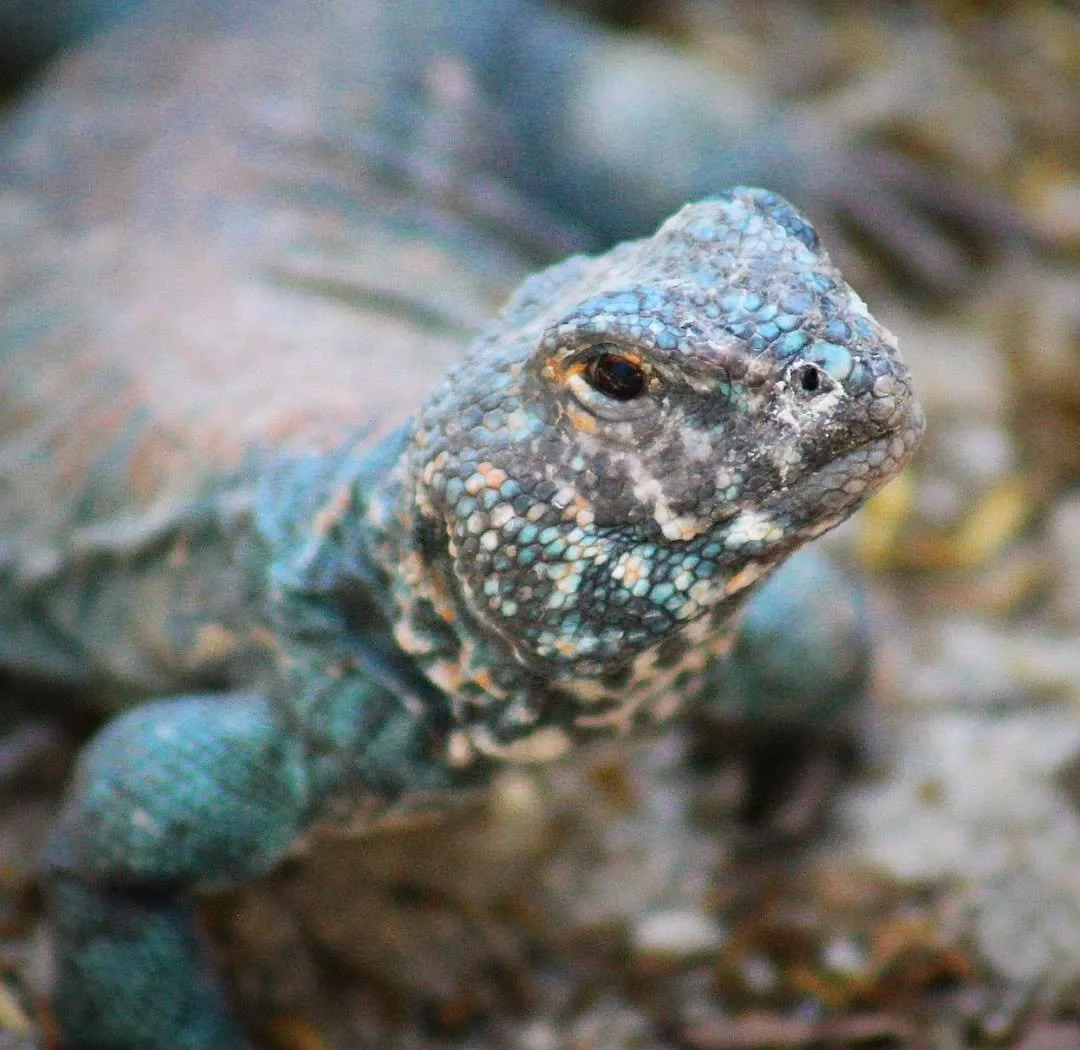 Ornate Uromastyx 
(Uromastyx ornata)
Seen at the North Carolina Zoo! 

Lizards come in a wide variety of colors and patterns, but among my favorite of said color variations is the scales on a male Ornate Uromastyx, otherwise known as a Spiny Tailed L