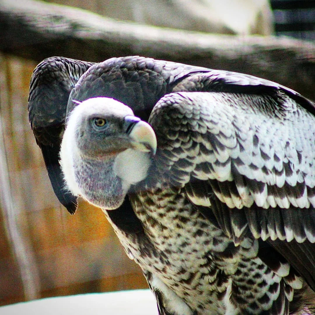 Ruppell's Griffon Vulture 
(Gryps rueppellii)
Seen at the Dallas Zoo! 

Few animals are as misunderstood as the humble vulture. This species is often considered a pest, when the reality is they are among the most important bird species in the ecosyst