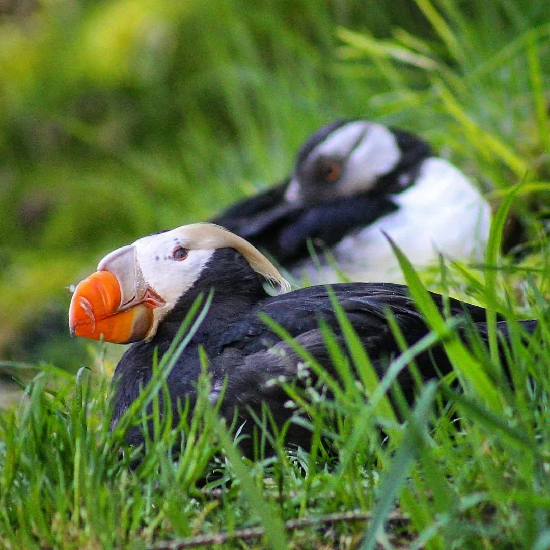 Tufted Puffin 
(Fratercula cirrhata)
Seen at the Point Defiance Zoo and Aquarium!

Few bird species represent the wintery cold better than a puffin. They make their homes along the edge of the Arctic circle, this species in particular can be found on