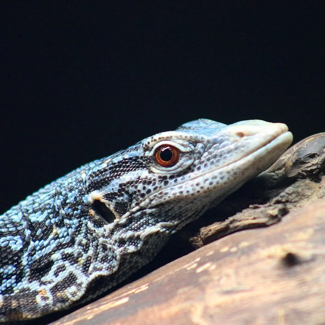 Blue Tree Monitor
(Varanus macraei)
Seen at the Cincinnati Zoo and Botanical Gardens! 

Few reptiles are quite as stunning as the spectacular sapphire of Indonesia! This small monitor species adorns itself with bright blue scales with a black pattern