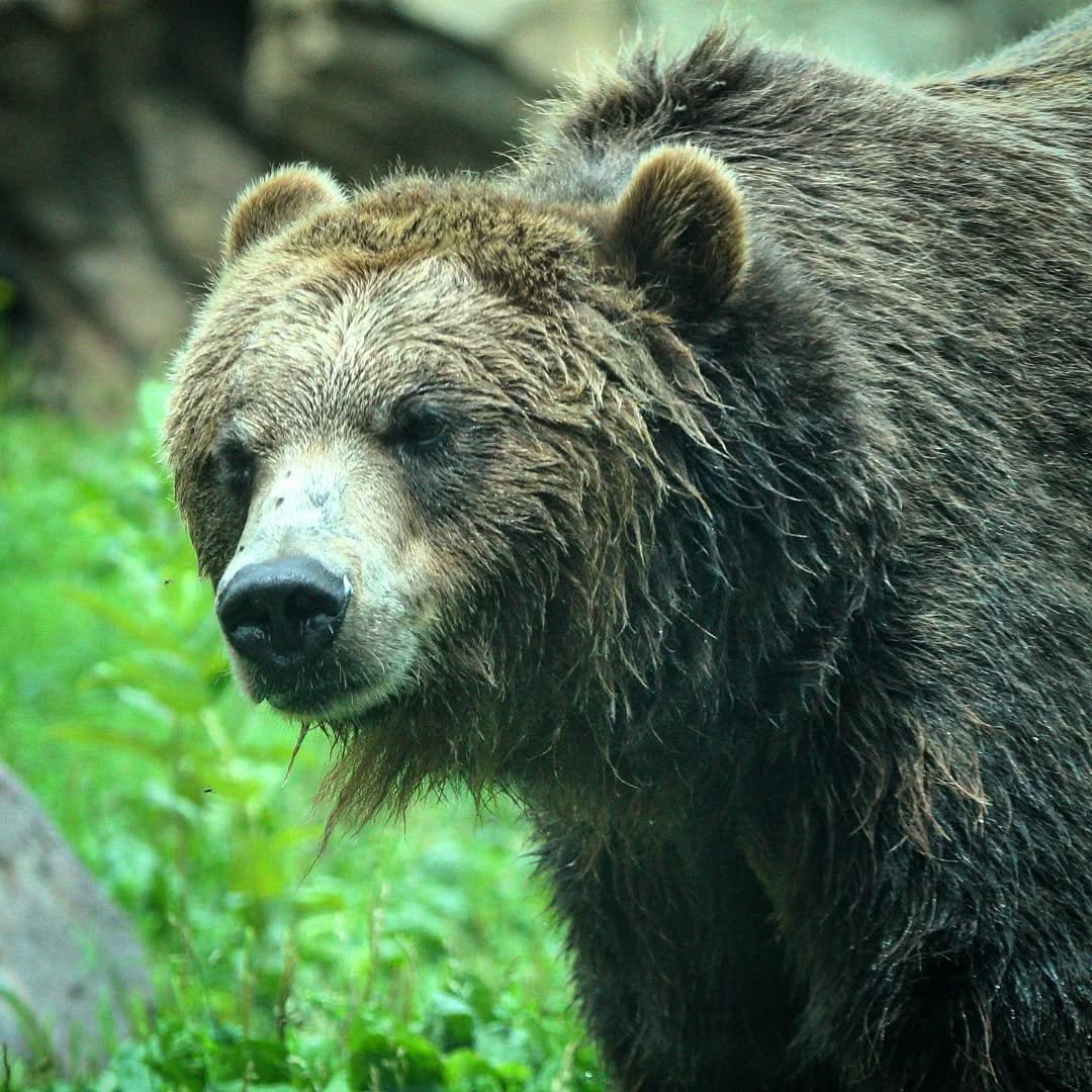 Alaskan Brown Bear
(Ursus arctos gyas)
Seen at the Minnesota Zoo!

The rugged wilds of North America are perhaps best represented by the mighty Brown Bear! There are over a dozen subspecies of Brown Bear, but in zoos in the United States you'll most 
