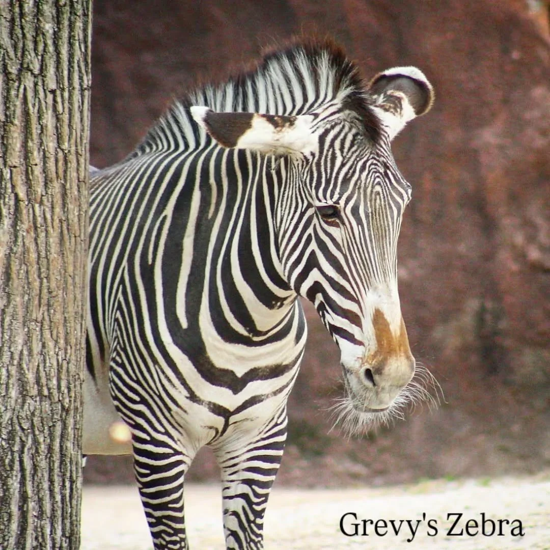 Zebra Species (and how to tell them apart!)

Grevy's Zebra (Equus grevyi) Saint Louis Zoo
Plains Zebra (Equus quagga) Houston Zoo
Mountain Zebra (Equus zebra) Dallas Zoo

Many of us are familiar with the striped monochromatic equid from Africa, but l
