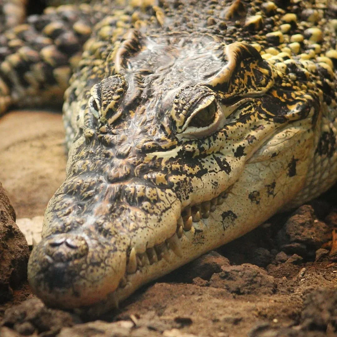 Cuban Crocodile 
(Crocodylus rhombifer)
Seen at the Sedgwick County Zoo! 

The world of reptiles is filled with many rare and endangered species and one of the rarest is the Cuban Crocodile! They make the Zapata swamp of Cuba their home and it's esti