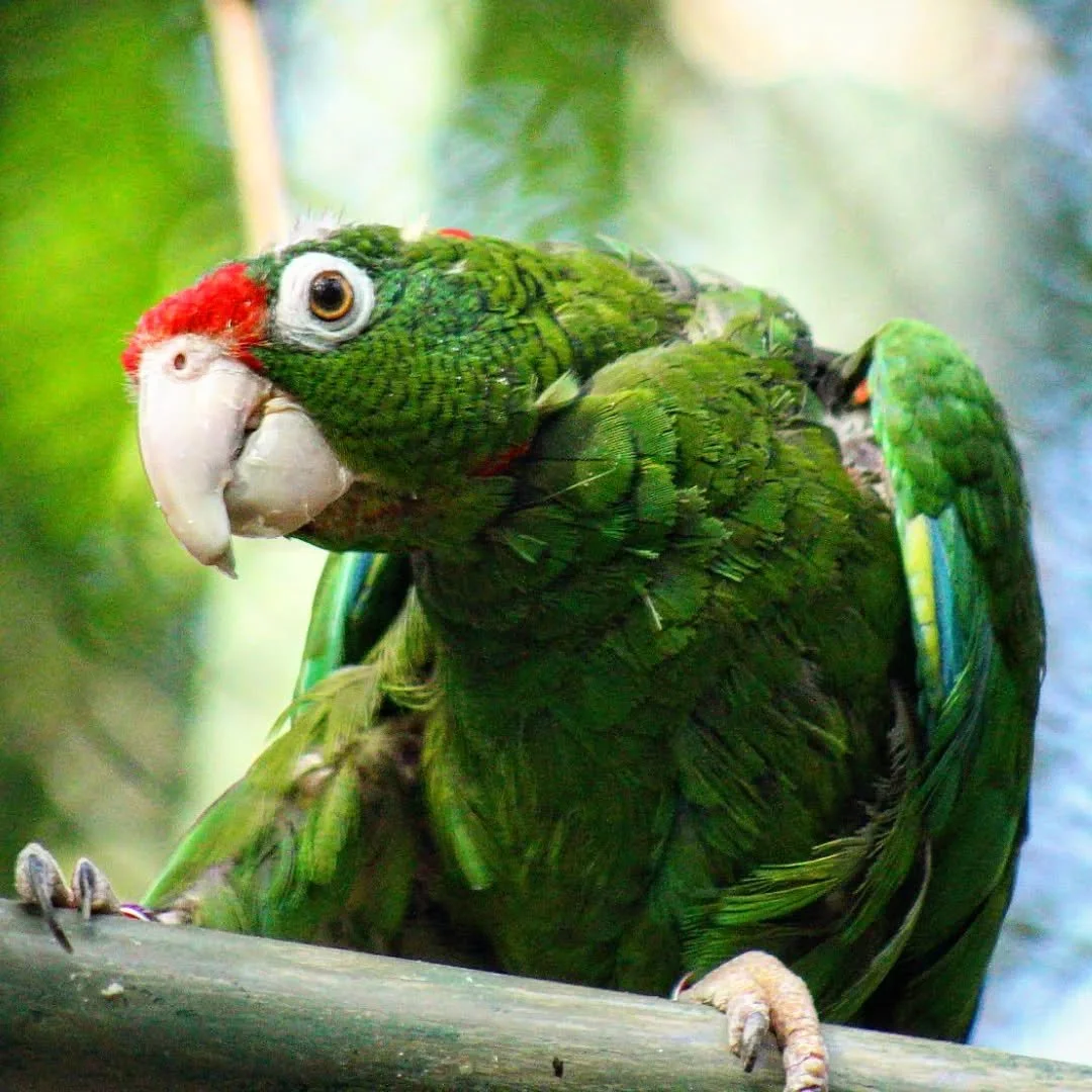 Puerto Rican Parrot 
(Amazona vittata)
Seen at the Lincoln Park Zoo!

Island ecosystems are prone to having a wide diversity of endemic species. Animals such as this parrot here end up on islands in a variety of ways, some are swept up in hurricanes,