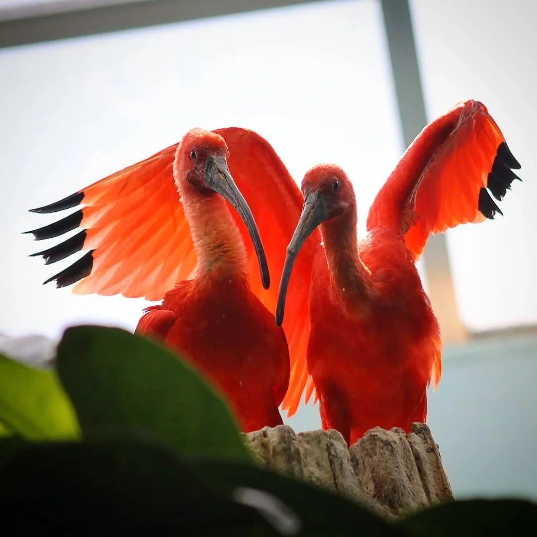 Happy Valentine's Day!

Today is a day dedicated to couples, so I figure what better thing to feature than the incredible bonds animals can form! Some species of birds are known to pair with a single partner for life, while others pair with multiple 