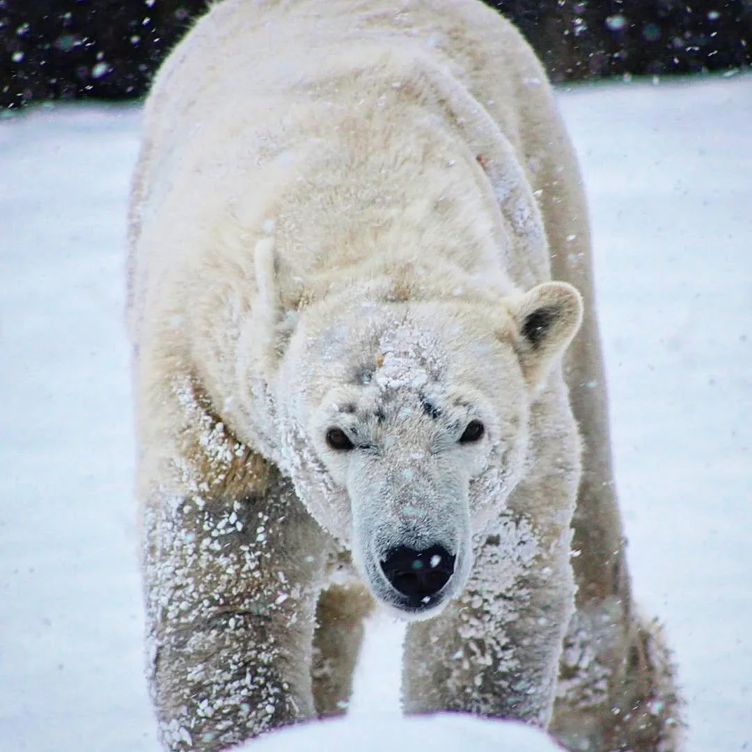 Polar Bear
(Ursus maritimus)
Seen at Brookfield Zoo Chicago! 

Today is International Polar Bear Day! This day was set up to honor this colossal Arctic predator and the plight it's currently facing. Polar Bears are the poster child for Climate Change