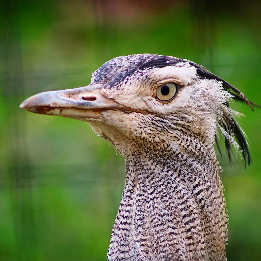 Kori Bustard 
(Ardeotis kori)
Seen at Zoo Atlanta! 

Just got back from my first major zoo photography trip of the year! Ended up going to 4 zoological sites and one wildlife location. First up was Zoo Atlanta which gave me the opportunity to catch u