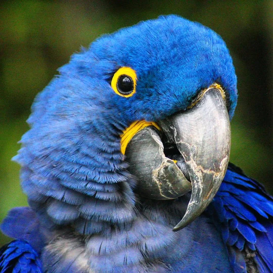 Hyacinth Macaw 
(Anodorhynchus hyacinthinus)
Seen at the Fort Worth Zoo! 

This bright blue macaw is the largest of the flying parrot species and the largest of the macaws! This species may look like it's straight from the tropical rainforest, but in