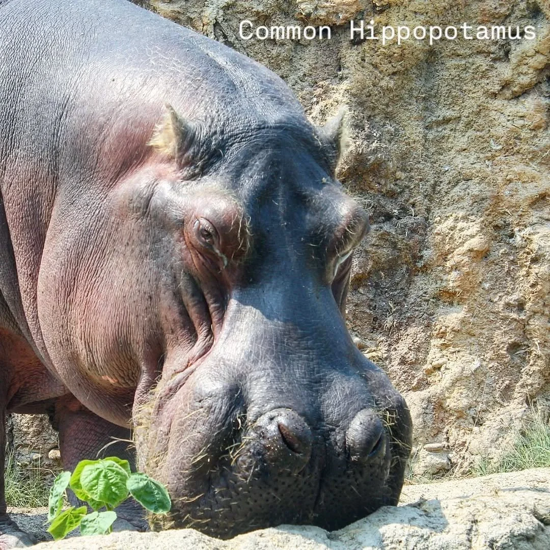 A Tale of Two Hippos! 

Common Hippopotamus (Hippopotamus amphibious)
Seen at the Milwaukee County Zoo!

Pygmy Hippopotamus (Choeropsis liberiensis)
Seen at the Houston Zoo!

Here we have both species of hippopotamus that you can find in the modern a