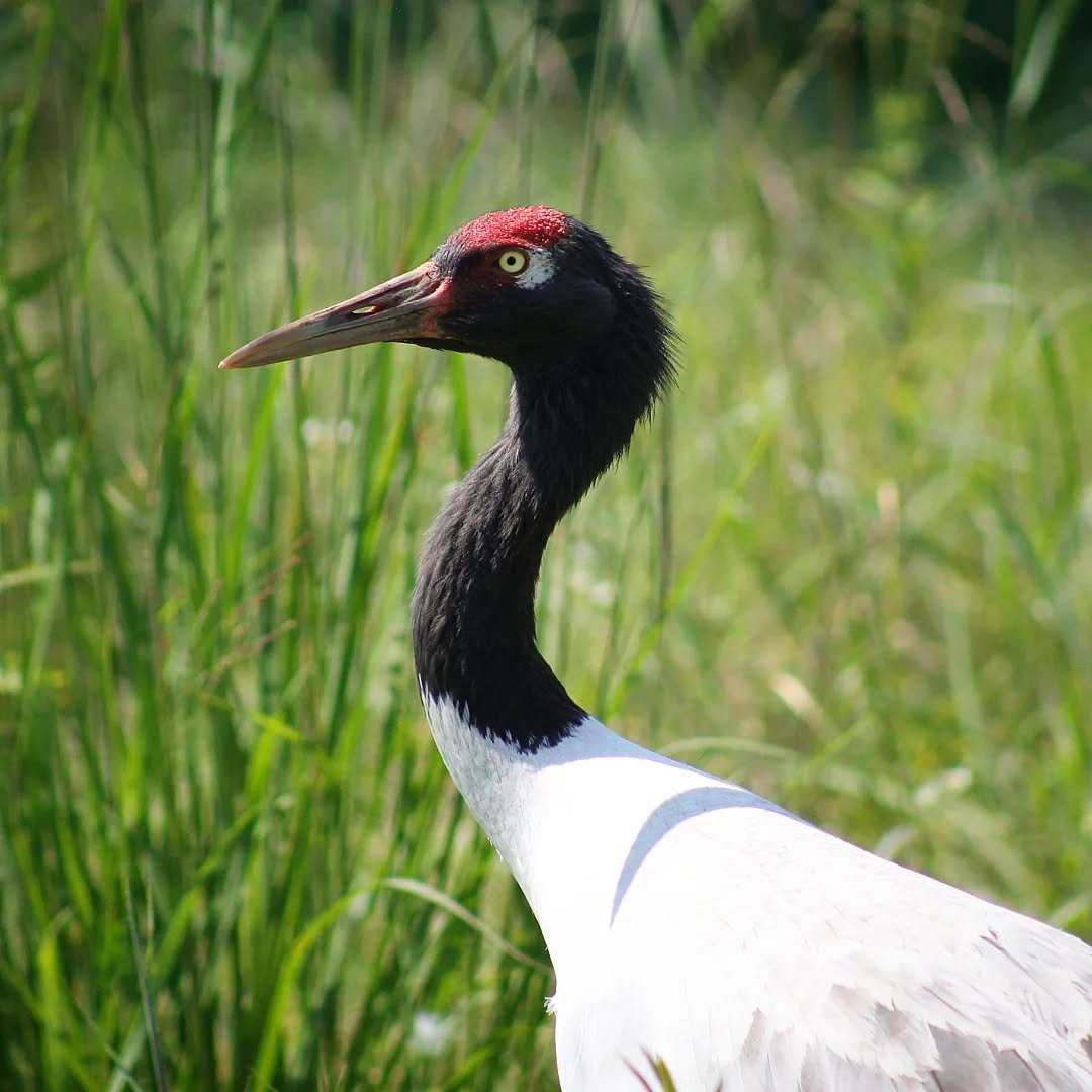 Black Necked Crane 
(Grus nigricollis)
Seen at the International Crane Fountain! 

Few animals inspire as much artwork as cranes. Their striking silhouette standing tall in the wetlands across the globe have drawn human fascination for centuries. Thi
