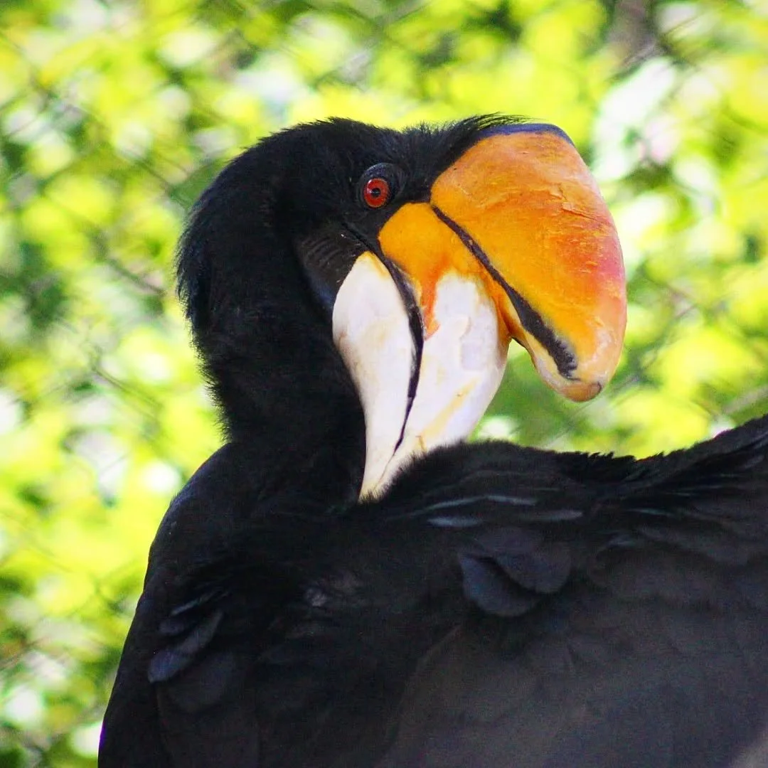 Rhinoceros Hornbill
(Buceros rhinoceros)
Seen at the Cincinnati Zoo and Botanical Gardens!

A favorite of mine in the realm of birds, the Rhinoceros Hornbill is among the largest species of hornbill. This unique avian is distinct for its large casque