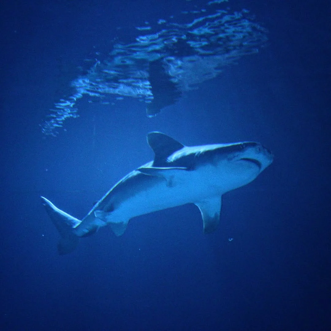 Tiger Shark
(Galeocerdo cuvier)
Seen at the Georgia Aquarium! 

When revisiting the famous Georgia Aquarium with my new camera, one of the biggest goals was to photograph this incredible ocean predator!

Tiger Sharks get a bad reputation, they are on