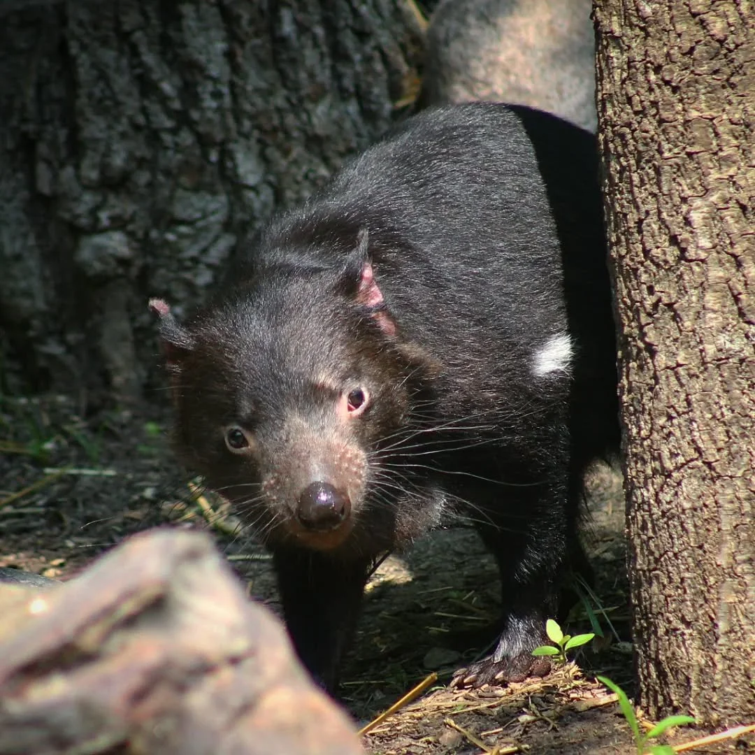 Tasmanian Devil
(Sarcophilus harrisii)
Seen at the Fort Wayne Zoo!

Of the many species I looked forward to photographing back in 2025, perhaps the one I'm most happy to have had photographed was this active little Devil! 

Tasmanian Devils are the l