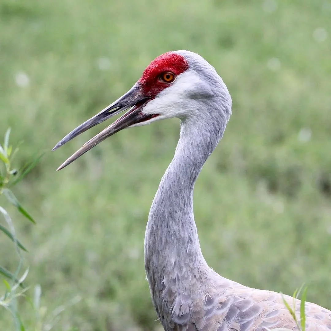 Sandhill Crane 
(Antigone canadensis)
Seen at the Lee G. Simmons Wildlife Safari Park!

The spring migratory season is upon us, and with that here in the Midwest we get hundreds of thousands of Sandhill Cranes flying overhead! These stunning birds ar