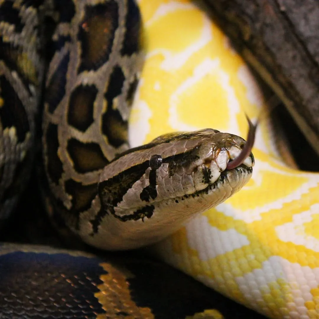 Burmese Python 
(Python bivittatus)
Seen at the Snake Discovery Reptile Zoo!

One of the most controversial species of snake in the USA is none other than this giant python! This species is popular in the pet trade and as shown here, comes in a varie