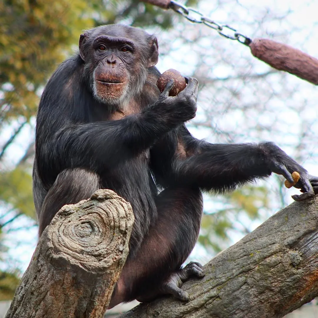 Common Chimpanzee 
(Pan troglodytes) 
Seen at the Lincoln Park Zoo!

Few animals have social structures more complex than those of chimpanzees. The day I went to photograph one of the troops at Lincoln Park Zoo, they had just been given a feeding in 