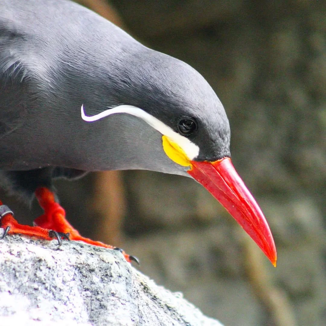 Inca Tern
(Larosterna Inca)
Seen at the Cincinnati Zoo and Botanical Gardens!

If there was an award for the best avian mustache, then the grand prize would certainly be awarded to this stunning seabird! Native to the coastlines of the Andes, this sp