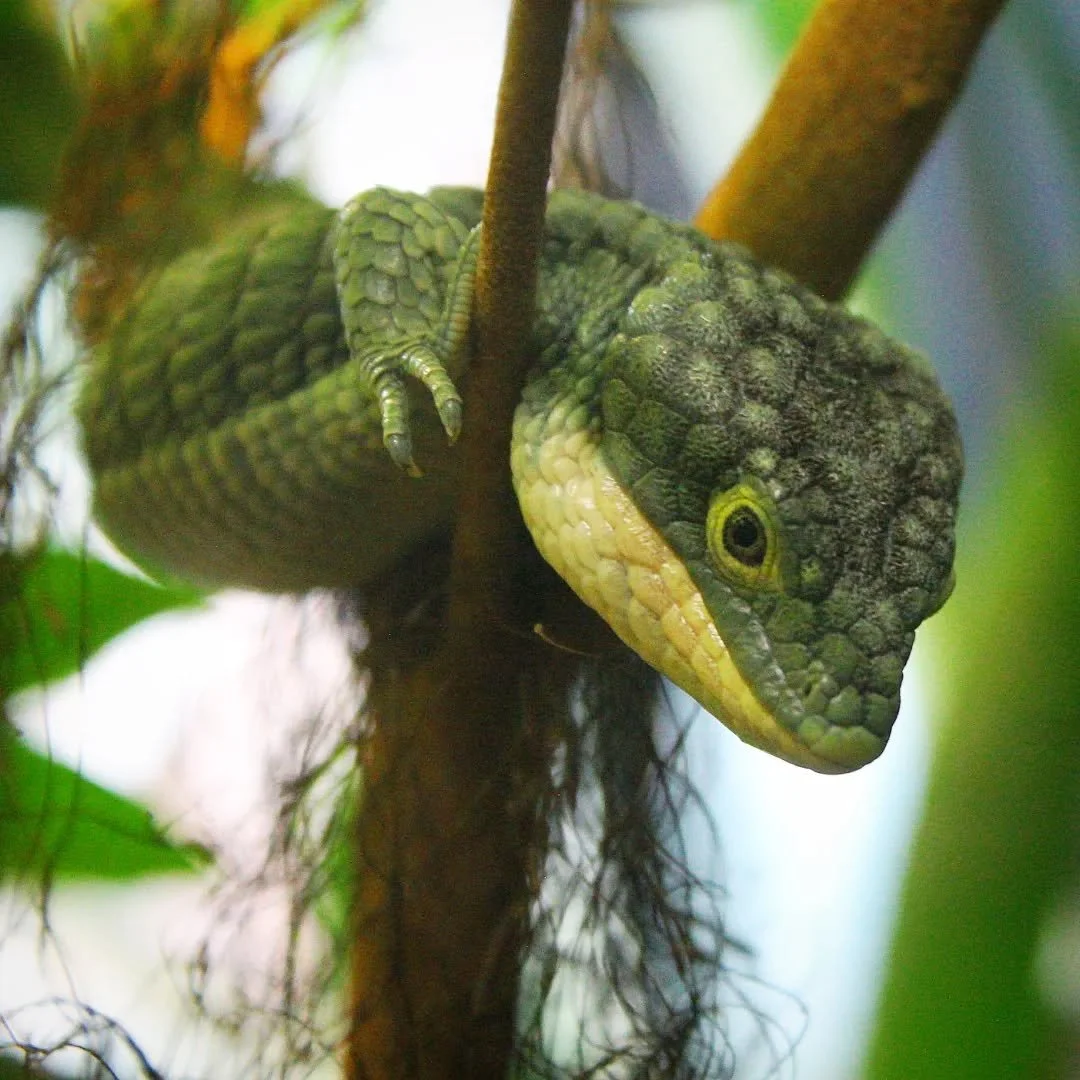 Mexican Alligator Lizard 
(Abronia graminea)
Seen at the Saint Louis Zoo! 

One of the wonders of Mexico, this little lizard is among the most stunning species found in Latin America! Also known as the Emerald Alligator Lizard due to the bright green