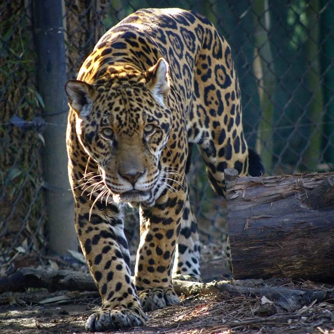 Jaguar 
(Panthers onca) 
Seen at the Chattanooga Zoo!

Of the many impressive big cats, Jaguars are by far my favorites. Their stunning pattern, impressive power, huge native range and importance to mythology makes them very special to me. Jaguars ar