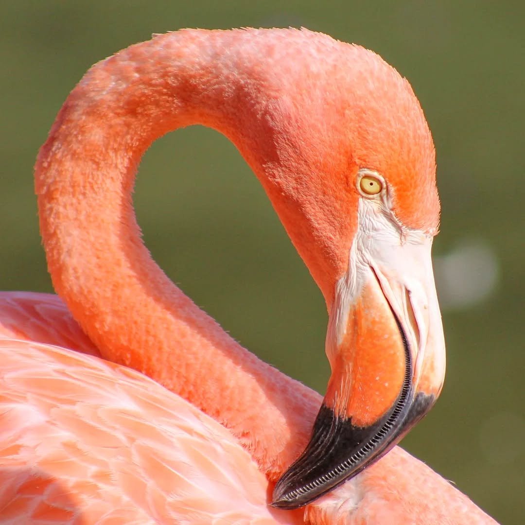 American Flamingo 
(Phoenicopterus ruber)
Seen at the San Diego Zoo! 

Flamingos are evocative of summer and warm beaches, which is what those of us in the Midwest need because spring is off to the slow start! Many people are aware of the fact that t