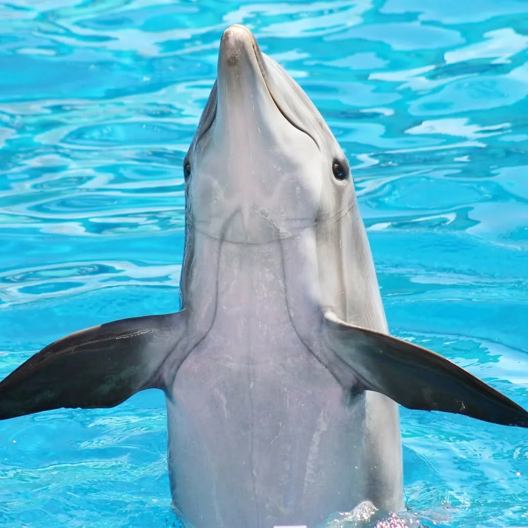 Common Bottlenose Dolphin 
(Tursiops truncatus)
Seen at SeaWorld San Diego! 

Happy National Dolphin Day! What better species of dolphin to focus on today other than possibly the most recognizable, the Bottlenose Dolphin! This incredible cetacean is 