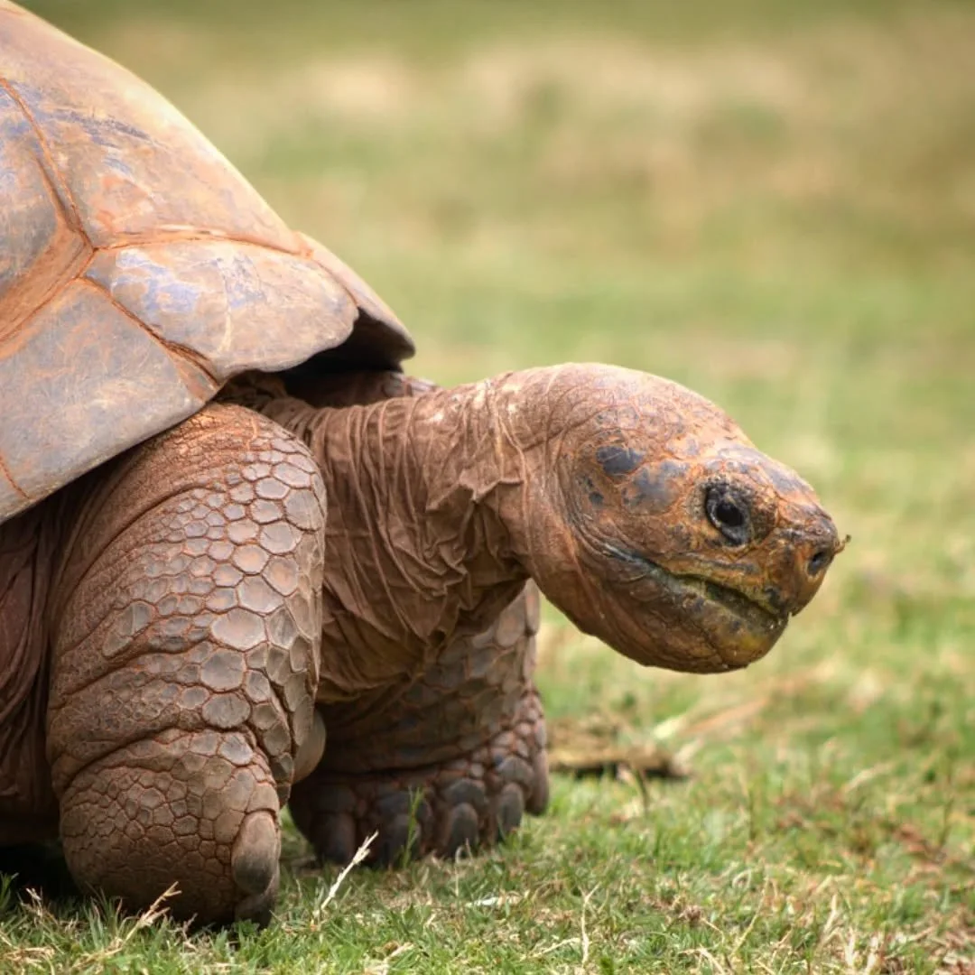 Volcan Alcedo Giant Tortoise 
(Chelonoidis vandenburghi)
Seen at the Oklahoma City Zoo! 

This huge species of tortoise is one of the several species of Galapagos Giant Tortoise that call their namesake archipelago home. This species is native to the