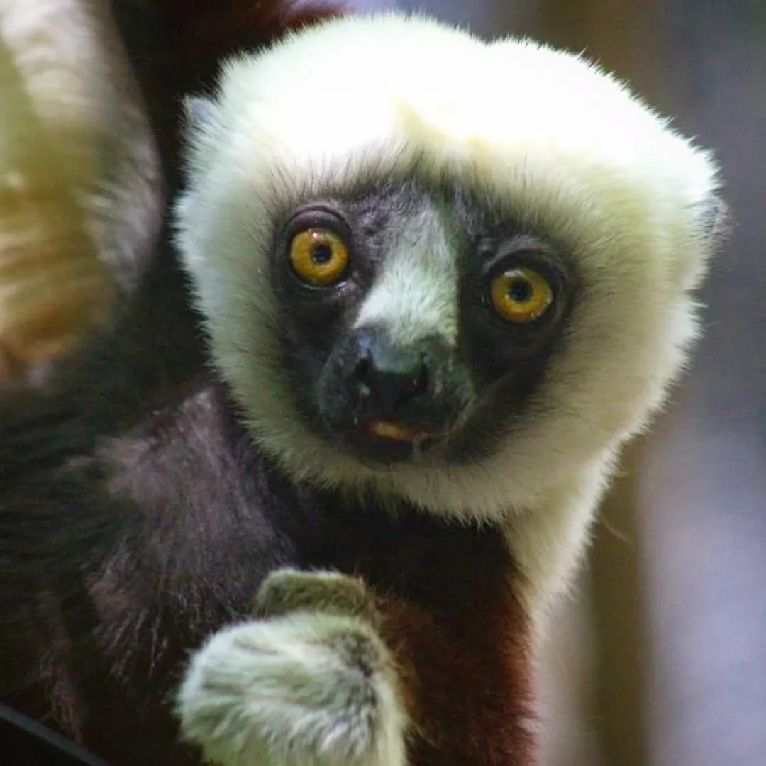 Coquerel's Sifaka 
(Propithecus coquereli)
Seen at the Cincinnati Zoo and Botanical Gardens! 

Sifakas are among the most unique of the lemur species. They are highly specialized for jumping from tree to tree, which they can manage to make up to 20ft