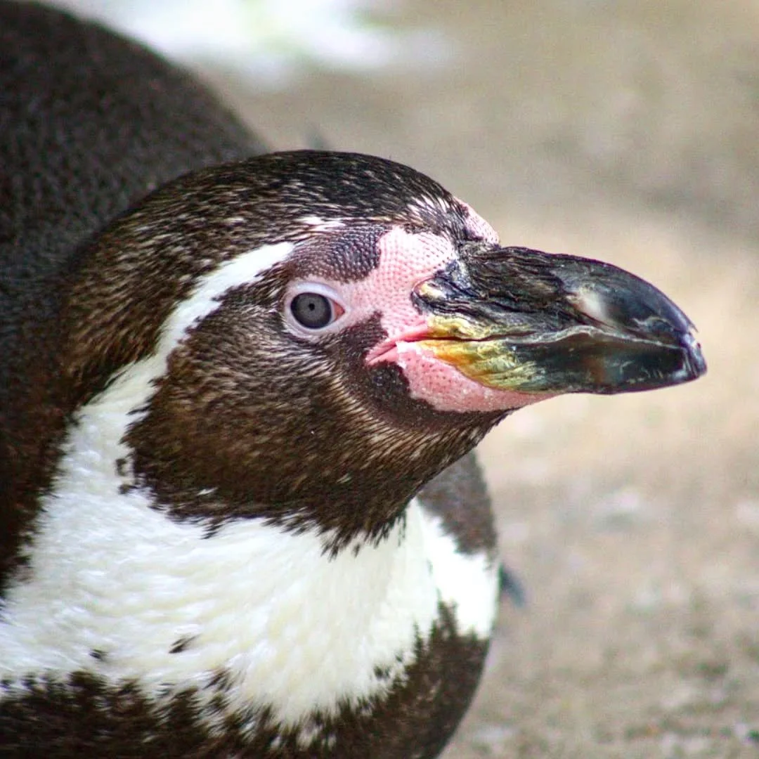 Humboldt Penguin 
(Spheniscus humboldti)
Seen at the Saint Louis Zoo!

Conservation Status: Vulnerable 
Organization: Punta San Juan Program

This charismatic aquatic bird is native to the Pacific Coastline of South America. Like all penguins, they h