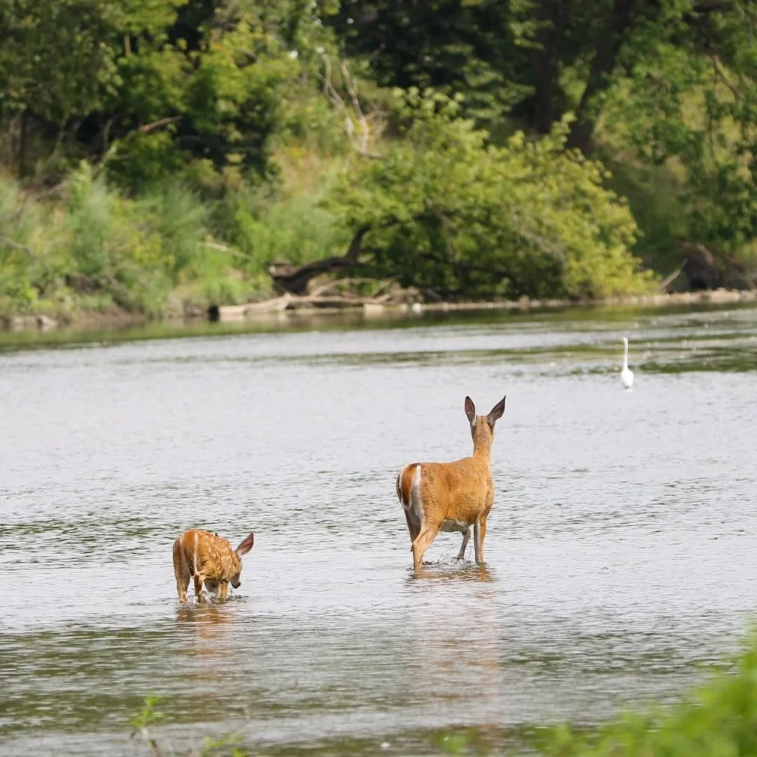 White Tailed Deer
(Odocoileus virginianus)
Seen in the Cook County Forest Preserves! 

Happy Mother's Day! Today we celebrate Mom's all across the globe for everything they do, and the world of human and animal moms is filled with both resilience and