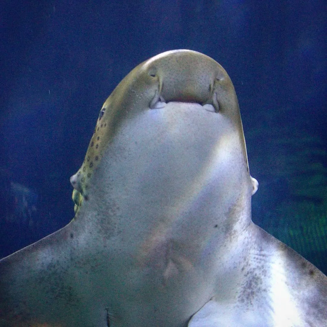 Zebra Shark
(Stegostoma tigrinum)
Seen at Shedd Aquarium! 

Status: Endangered 

Today's conservation project revolves around this gorgeous little shark and the struggles it's having in Indonesia. Although spotted as adults, Zebra Sharks start out th